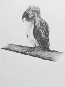 Guacamaya Illustraciencia